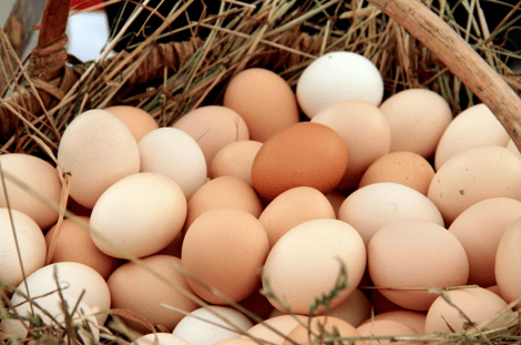 Producción de huevos al límite: precios suben 8,3% y gremio acusa trabas burocráticas