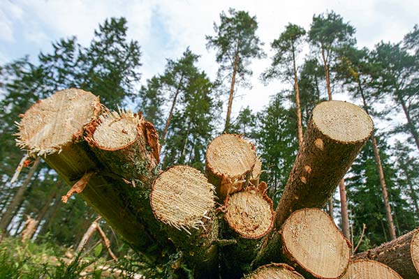 Chile integra la construcción en madera a su hoja de ruta climática 2025–2035
